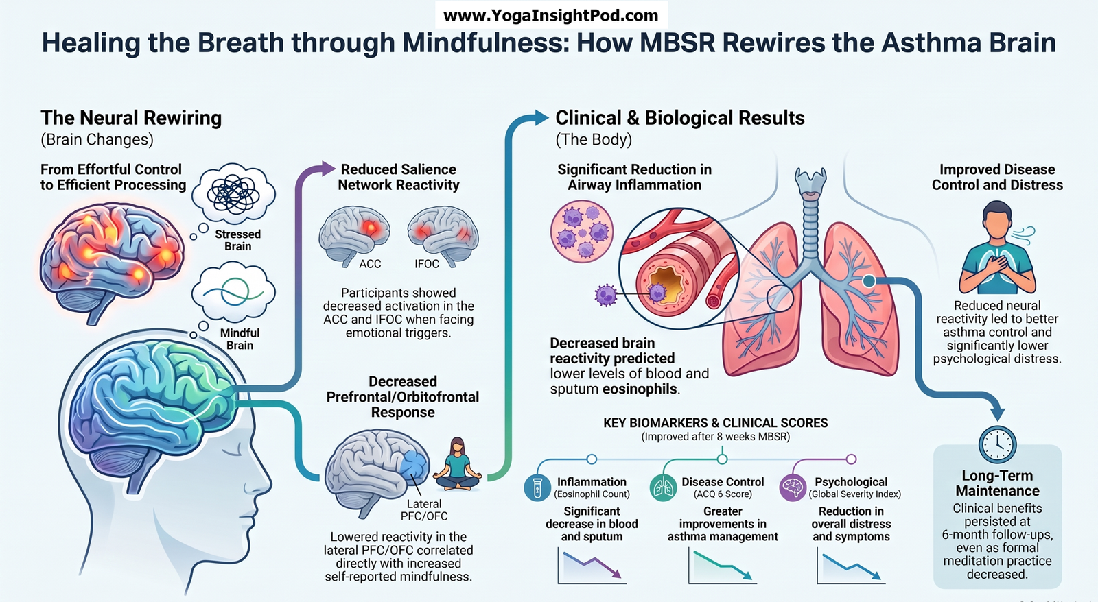 How Mindfulness-Based Stress Reduction May Change the Brain and Improve Stress Regulation