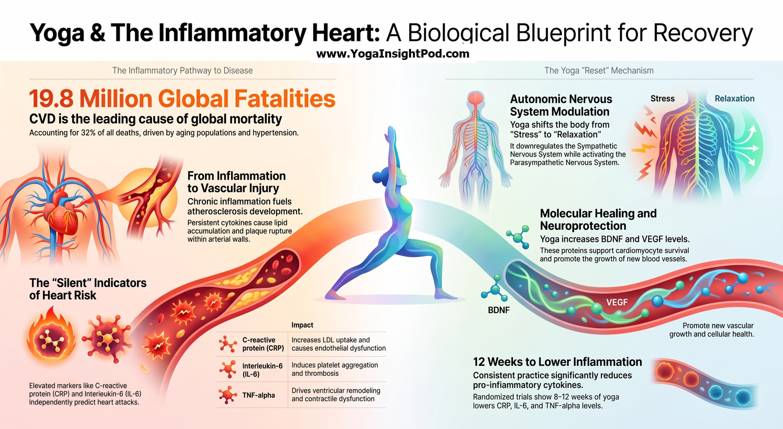 Yoga and Inflammation: What a Systematic Review Reveals About Heart Health and Cardiac Rehabilitation